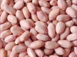 Long shape peanut kernels