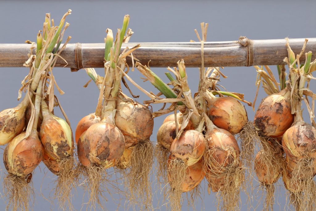 dried-onion