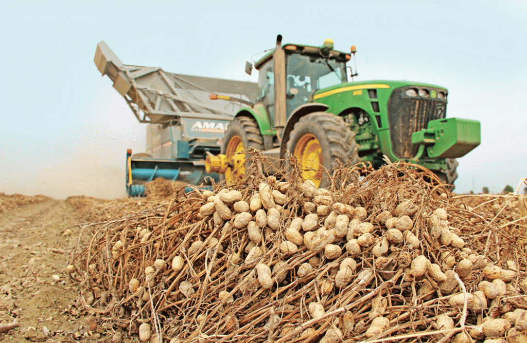 Peanut-harvesting-Delta-Farm-Press-photo